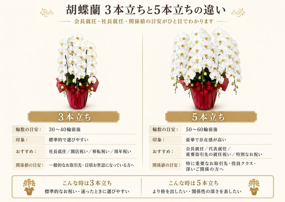 5本立ち胡蝶蘭