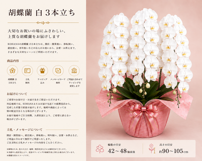 3本立ち胡蝶蘭