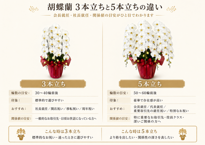 3本立ち胡蝶蘭